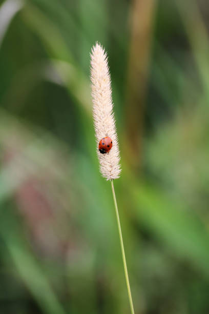 istock A little cute lady bug 2163166634
