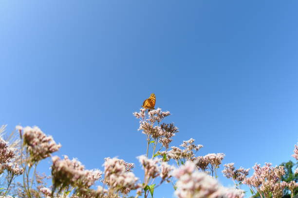 This butterfly perches on a flower blooming in clear autumn weather.