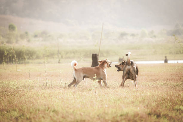 the dogs in the field with dramatic tone