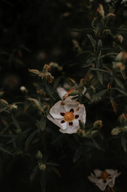 istock Large-flowered Rock Rose. White flowers. 2163168565