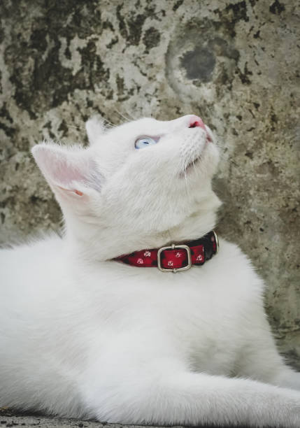 the white cat lay on the floor with dramatic tone