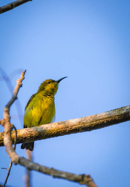 istock the colorful bird in the nature with dramatic tone 2163169641