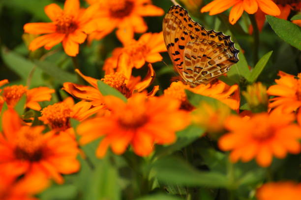 This butterfly perches on an orange flower.