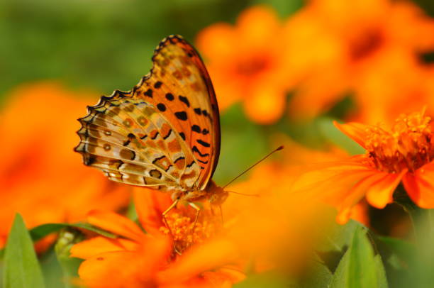 istock Flowers and butterflies. 2163171549
