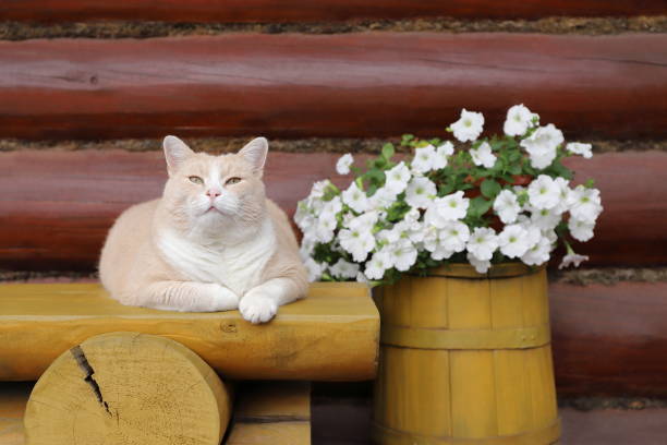 A red cat sits on a wooden yellow bench near a flower pot on a wooden yellow barrel against a log wall.
