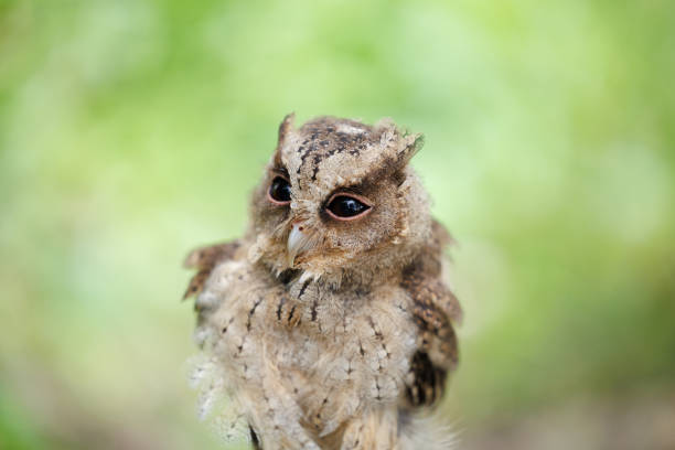 A Javan scops owl is ready to prey on a praying mantis on a dry tree trunk. This nocturnal bird has the scientific name Otus lempiji.