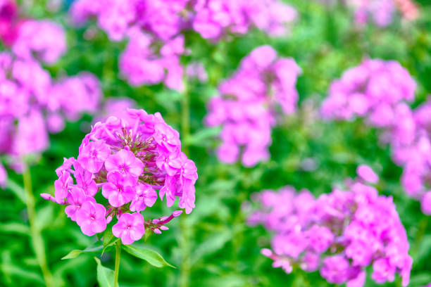 Pink phlox in the garden on a sunny day
