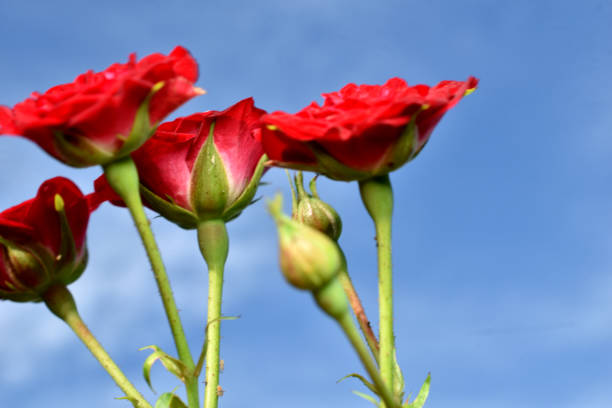 Several red rose flowers against a blue sky. Background image for a greeting card.