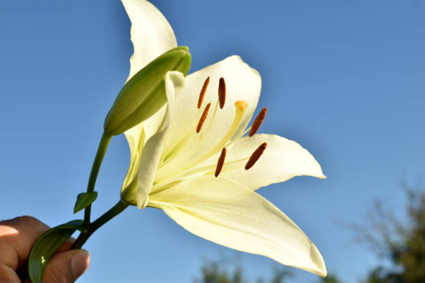 istock White lily against a blue sky. 2163176723