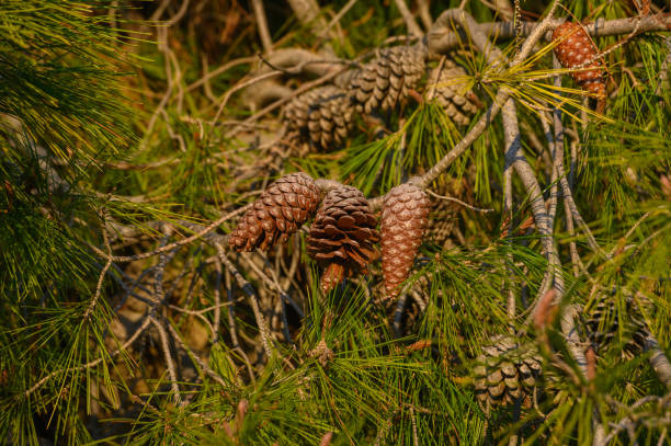 Close-Up Of Plant Against Blurred Background