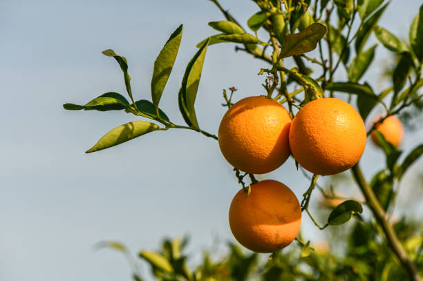 istock juicy oranges on tree branches in an orange garden 2 2163177421