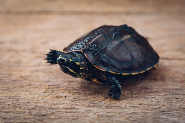 istock little turtle on wooden background 2163179332