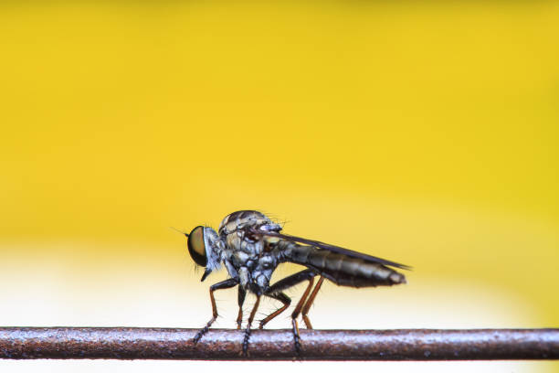 male mosquito on flower. Shallow DOF on head and eye. 