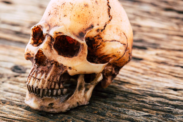 model skull on wooden background