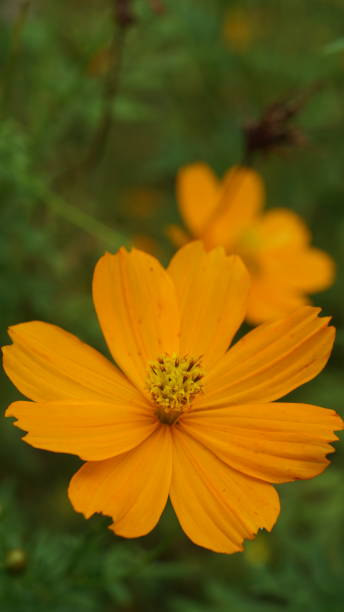 istock Orange Sulfur Cosmos Flower 2163180180