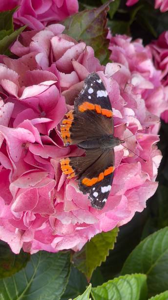 istock Atalanta Butterfly on a flower 2163183410