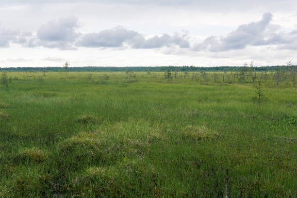 istock large grassy fen landscape with crooked trees 2163183517
