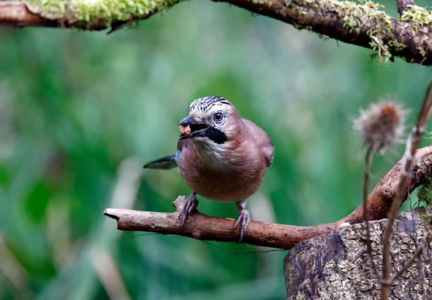 Eurasian jay feeding on nuts in the wood