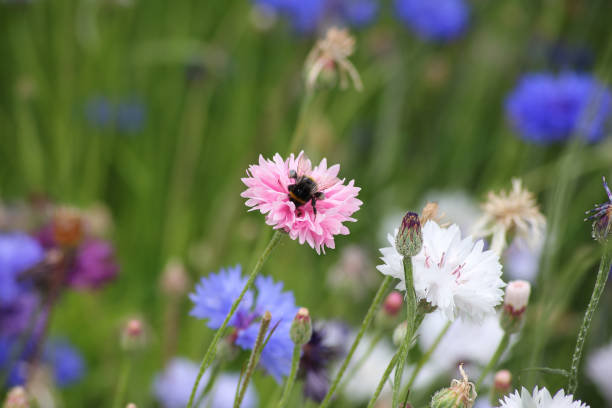 istock A pink cornflower with a little bee in it 2163186890