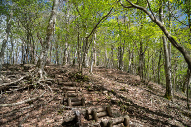 Walk in the fresh green forest