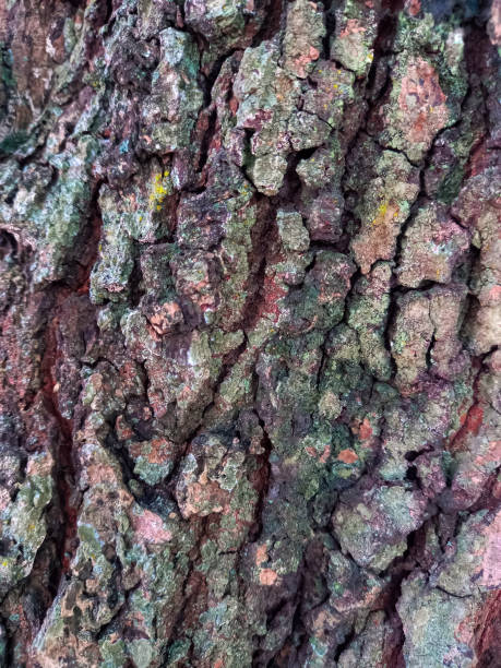 The surface of the bark of a tree