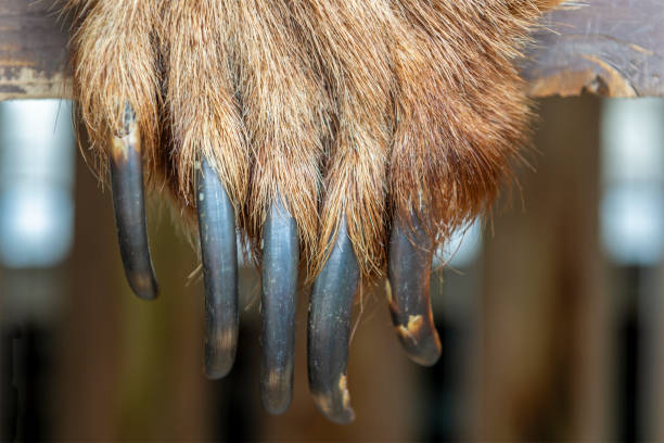 istock Grizzly Bear Claws, Alaska, USA 2163187932