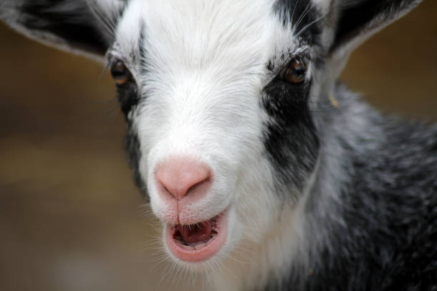 istock A baby goat with it’s mouth open 2163188569