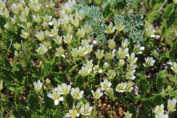 istock Small white flowers growing wild in the mountains 2163191863