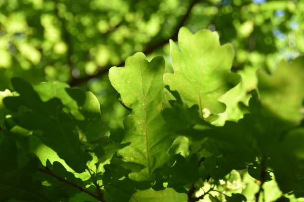 istock The Leaves of an Oak Tree 2163192850