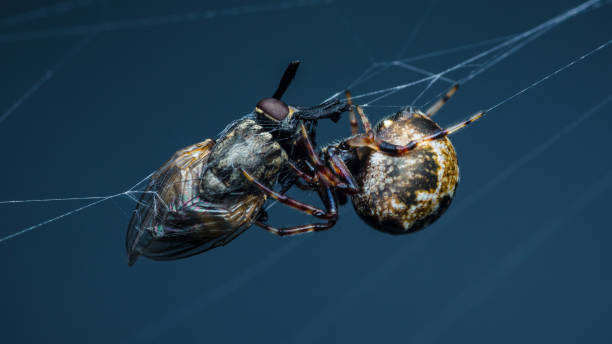 Free picture: spider, embraced, prey, network
