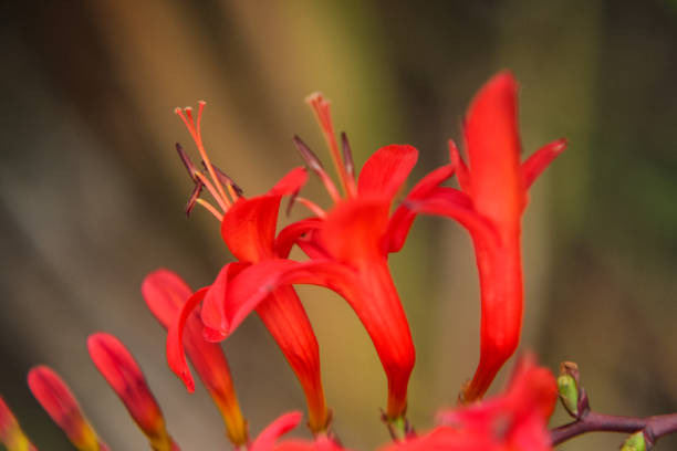 istock Coppertip Croscosmia Flower 2163194143