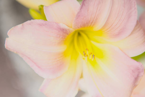 Macro photograph of a pink lily
