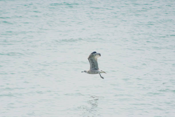 Fledgling Herring Gull Flying over the sea