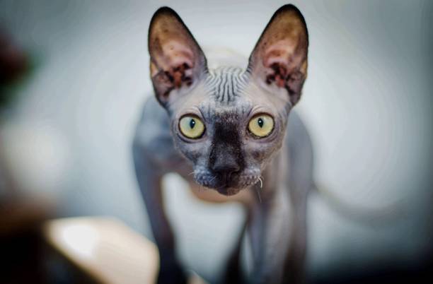 istock Attentive look of the sphinx cat 2163198915