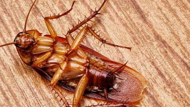 istock A dead cockroach upside down. Close up. Wood motif floor background. 2163200287