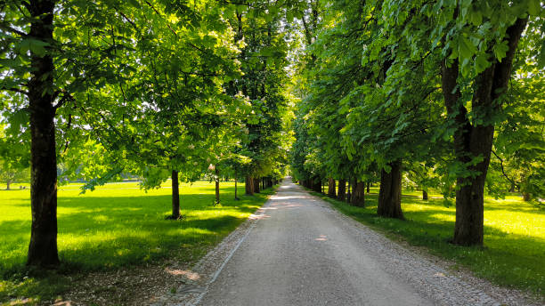 istock blooming chestnuts trees in the city park 2163201205