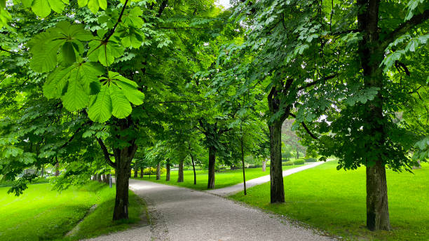 istock blooming chestnuts trees in the city park 2163201228