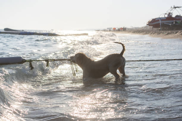 Golden Retriever Dog Playing with Waves on the Beach at Sunset