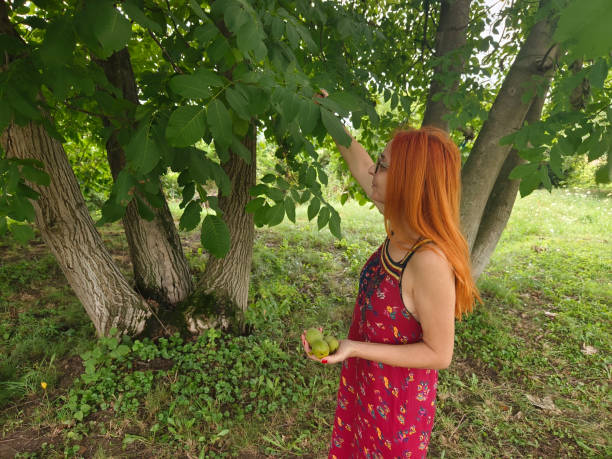 Close-up of a fresh cherries in a child's hands outdoors