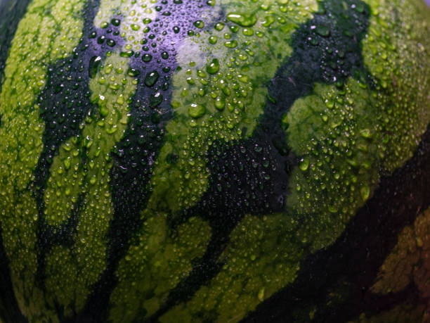 istock A close-up of a watermelon. 2163206795