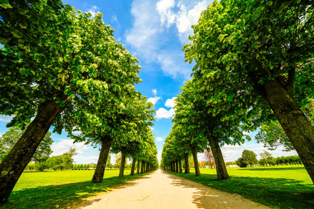 Path through an avenue with green trees and a blue sky.
