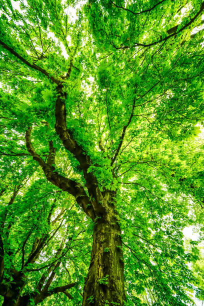 Green canopy of an old chestnut tree.