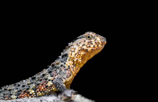 Portrait of a lizard. Reptile close-up. Bahama Anoli.