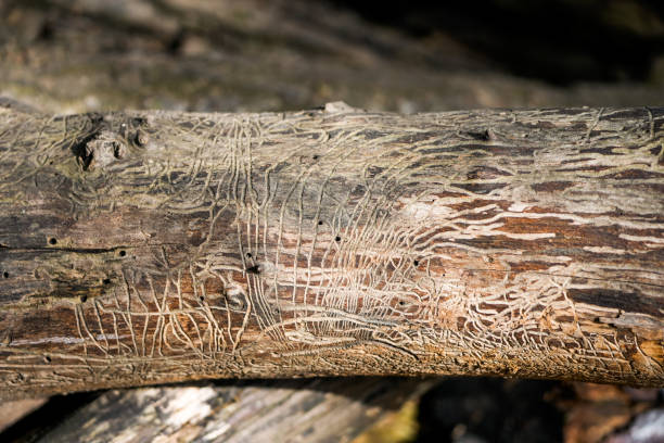istock Infested trunk with traces of the bark beetle. Scolytinae. 2163207855