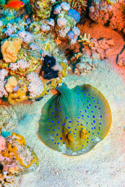 Blue Spotted Ribbontail Ray, Taeniura lymma, Coral Reef, Red Sea, Egypt, Africa