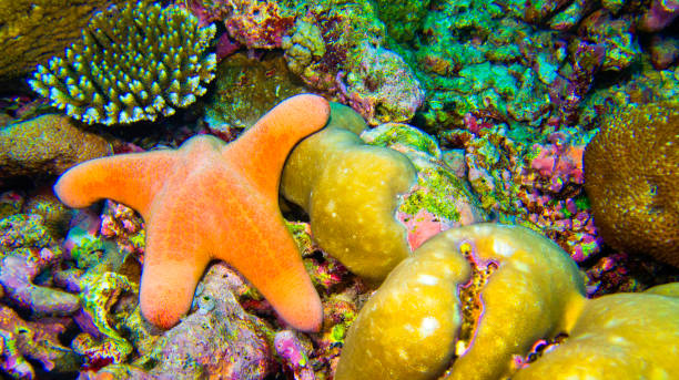 Granular Sea Star, Choriascer granulatus, Starfish,  Reef Building Coral, South Ari Atoll, Maldives, Indian Ocean, Asia