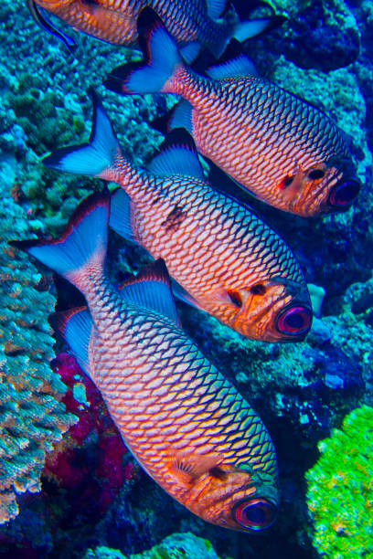 Bronze Soldierfish, Myripristis adusta, North Ari Atoll, Maldives, Indian Ocean, Asia