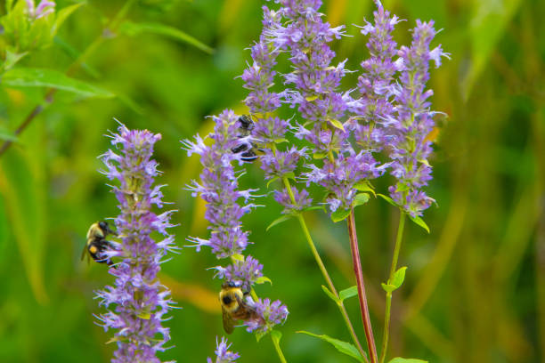 Honey Bees at work-Howard County, Indiana