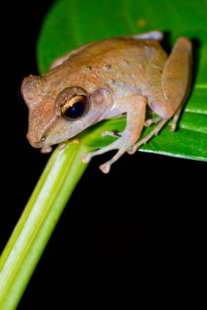 Tropical Frog, Tropical Rainforest, Corcovado National Park, Osa Conservation Area, Osa Peninsula, Costa Rica, Central America