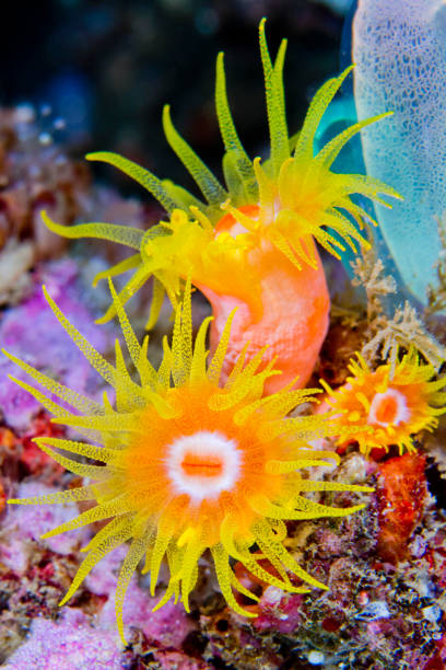 Encrusting Sea Anemone, Reef Building Corals, Coral Reef, Lembeh, North Sulawesi, Indonesia, Asia
